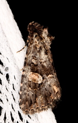 Condica macrosema