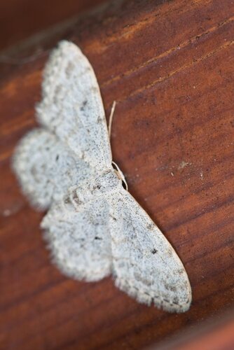 Idaea camparia