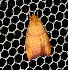 Pycnozancla acribes