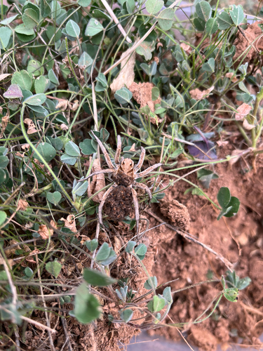 Phyllis's Union-Jack Wolf Spider