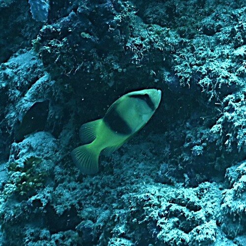 Diploprion bifasciatus