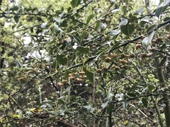 Prinsepia scandens