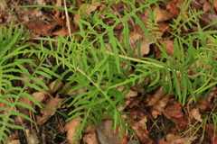 Saussurea odontolepis