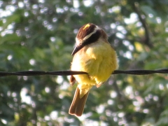 Pitangus sulphuratus