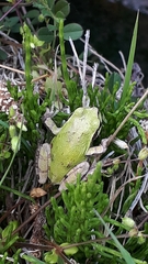 Hyla japonica
