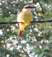 Pitangus sulphuratus