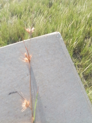 Kangaroo Grass