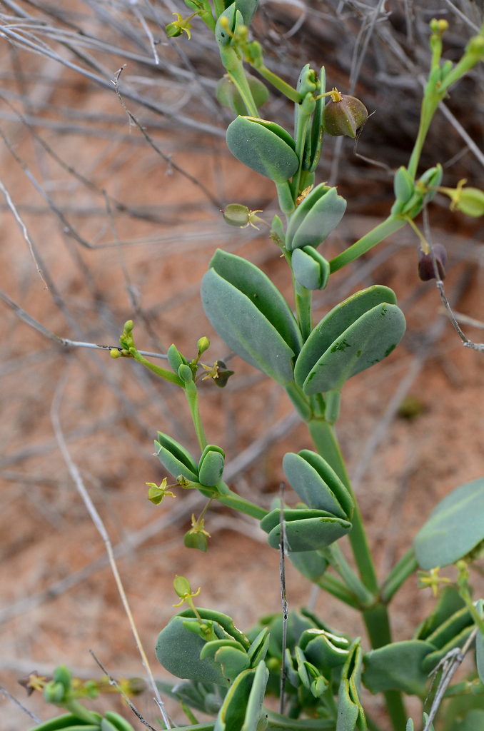 Rabbit-ears Twinleaf