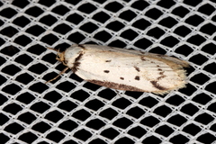 Philobota thiocrossa