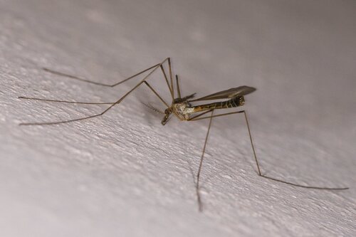 Lunatipula