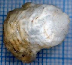 Littorinimorpha
