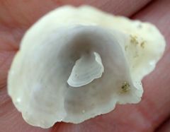 Littorinimorpha