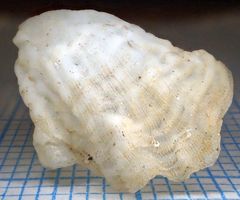 Littorinimorpha