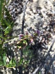 Astragalus gruinus