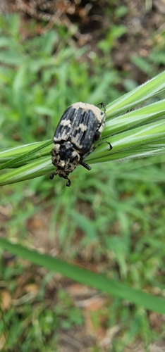 Valgus hemipterus