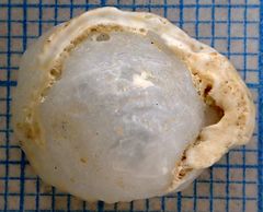 Littorinimorpha