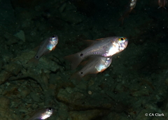 Zoramia viridiventer