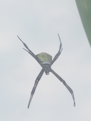 Argiope appensa