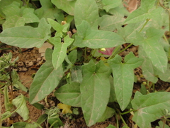 Calystegia hederacea