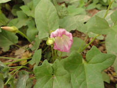 Calystegia hederacea
