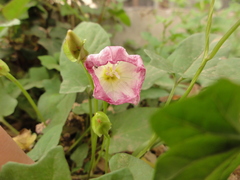 Calystegia hederacea