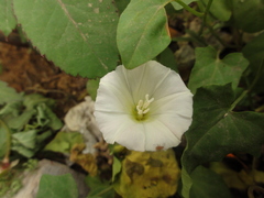 Calystegia hederacea