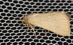 Heliocheilus moribunda