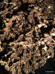 Vermetoidea