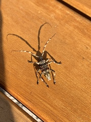 Hexatricha pulverulenta