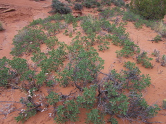Quercus havardii tuckeri