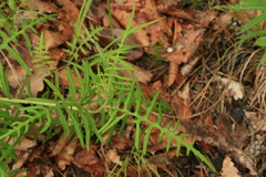 Saussurea odontolepis