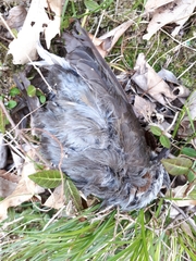 Hypsipetes amaurotis