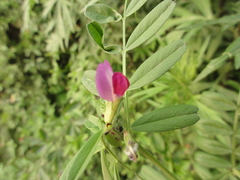 Vicia sativa
