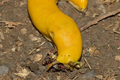 Ariolimax brachyphallus