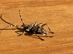 Hexatricha pulverulenta