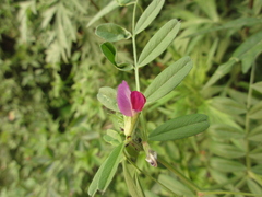 Vicia sativa