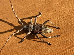 Hexatricha pulverulenta