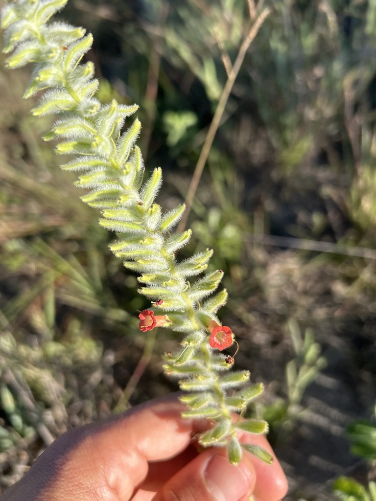 Stachytarpheta longipedicellata