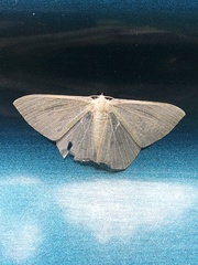 Thalassodes intaminata