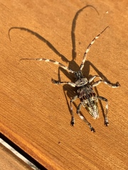 Hexatricha pulverulenta