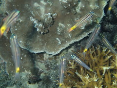 Ostorhinchus compressus