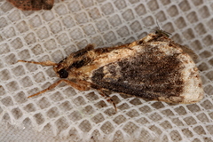 Zalissa catocalina