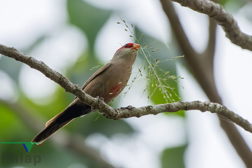 Common Waxbill