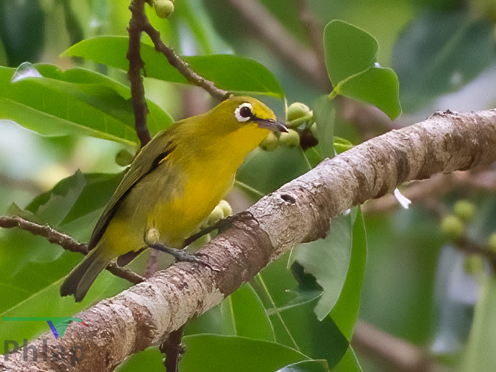 Vanuatu White-Eye