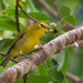 Yellow-fronted White-Eye - Photo (c) rodneya63, some rights reserved (CC BY-NC), uploaded by rodneya63