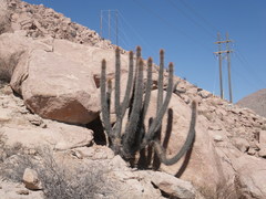 Weberbauerocereus weberbaueri