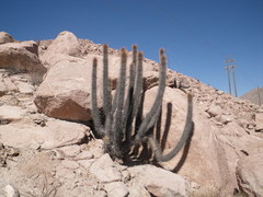 Weberbauerocereus weberbaueri