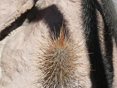 Weberbauerocereus weberbaueri