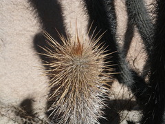 Weberbauerocereus weberbaueri