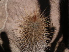 Weberbauerocereus weberbaueri
